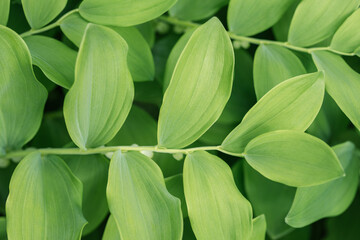 Obraz premium Green leaves polygonatum or solomons seal close up. Natural green leaves background.
