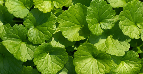 Green leaves texture or background. Ground ivy, field balm, wild snakeroot, glechoma hederacea close up. Banner.