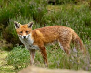 Beautiful young male fox searching in the forest for food