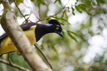 Pompom jay in the brasilian forest. High quality photo