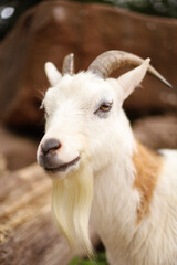 Fototapeta premium pets, farm animals, cows, sheep, horses in the field