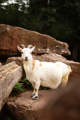 Fototapeta premium pets, farm animals, cows, sheep, horses in the field
