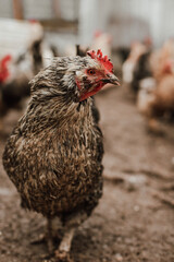 pets, farm animals, cows, sheep, horses in the field
