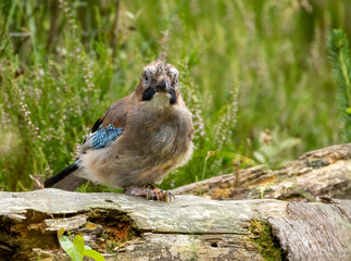 Jay Corvid bird perched on wood in the forest