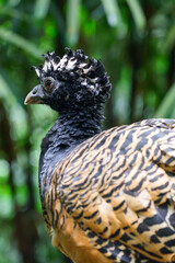 curassow sitting on the trunk. High quality photo