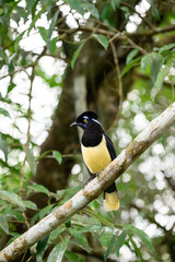 Fototapeta premium Pompom jay in the brasilian forest. High quality photo