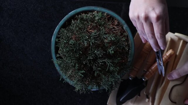 Shimpaku bonsai tree top view showing it beeing cutted 