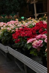 Many flowering bunt begonia in pots grown for sale. 