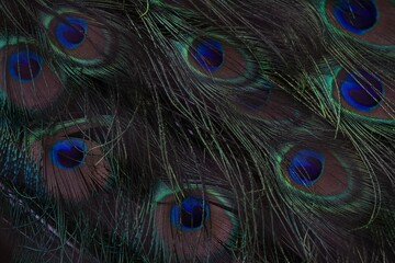 Fototapeta premium Background horizontal photo of peacock feathers.
