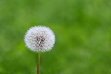 White fluffy dandelion on a green blurred background with a copy space. Beautiful wildflower close up.