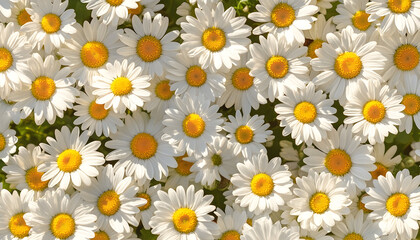 Daisies pattern illustration