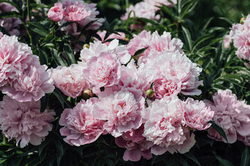 Pink peony flowers on a green background. Beautiful fragrant garden flowers.
