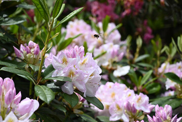 Obraz premium Roses in garden