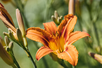 Obraz premium Hemerocallis Primal Scream on a natural green background. Orange daylily flower closeup. Beautiful garden flower.