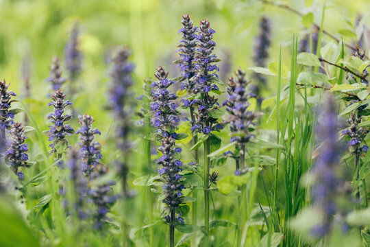 Blue flower ajuga reptans or bugleweed on a green background. Spring flower.