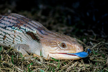 A Blue-tongued Skink laying in the dry grass with blue tongue exposed