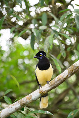 Pompom jay in the brasilian forest. High quality photo