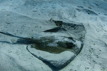 Southern stingray with Cowfish friend underwater