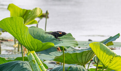 Red-winged blackbird perched on a large, green lily pad in a lake in summer.
