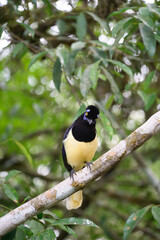 Pompom jay in the brasilian forest. High quality photo