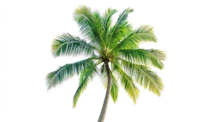 A palm tree is standing tall and alone on a white background