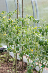 Tomato bushes in the greenhouse. Organic natural vegetables grown in eco garden.