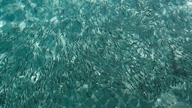 Beautiful view of fish and baby shark at Lang Tengah Island 