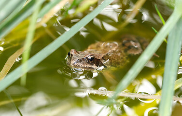 Big brown frog in a pond. Rana arvalis or moor frog sitting in the water. Aquatic amphibian closeup.