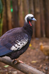 curassow sitting on the trunk. High quality photo