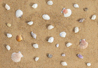 Beautiful seashells on sandy beach. Shells on the sand background. Top view, flat lay.