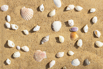 Sandy beach with seashells summer pattern. Sea background with shells. Top view, flat lay.