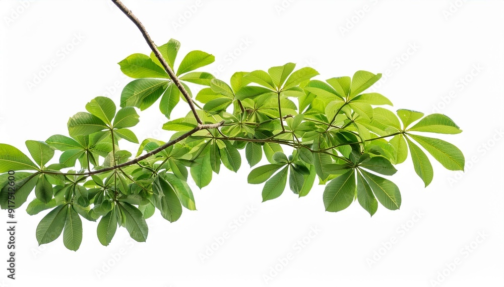 Poster tree branch with green leaf isolated for object and retouch design