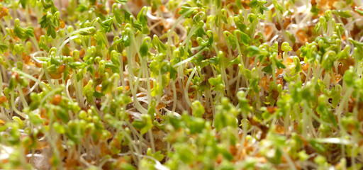 Sprouted grains of watercress salad. Growing microgreens at home. The concept of healthy superfood.