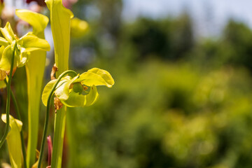 Yellow Carnivorous Plant in the Wild