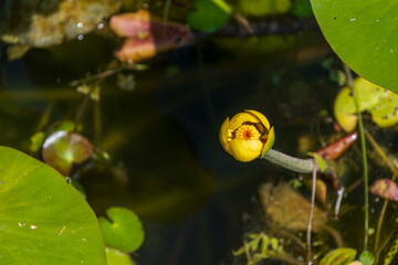 Yellow Water Lily Bud Floating in a Calm Pond