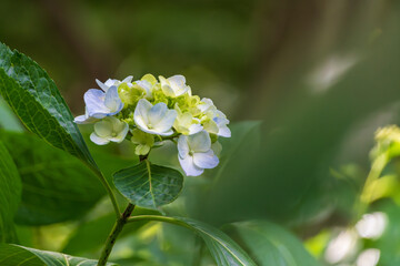 美しい紫陽花のマクロ