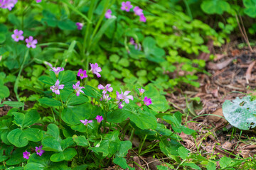 Purple Wildflowers Amidst Greenery in a Woodland Setting
