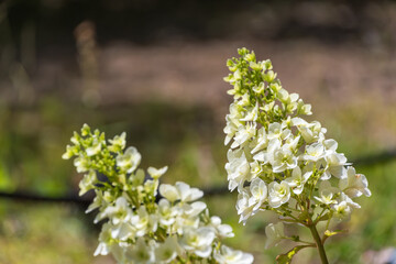 Delicate White Hydrangeas in the Sunlight