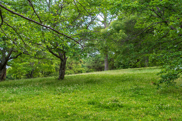 A peaceful grove of trees on a lush green hillside.