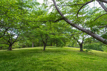 A peaceful grove of trees on a lush green hillside.