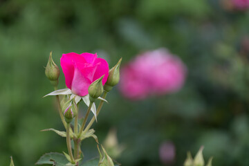 Close-up of a pink rose bud with blurred background.
