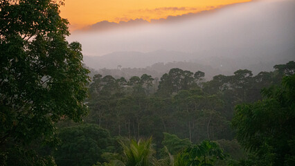 Las deszczowy w departamencie Izabal w Gwatemali © Piotr