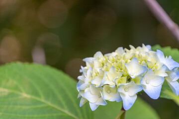美しい紫陽花の花