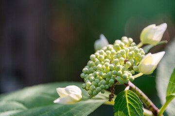 咲き始める紫陽花の蕾