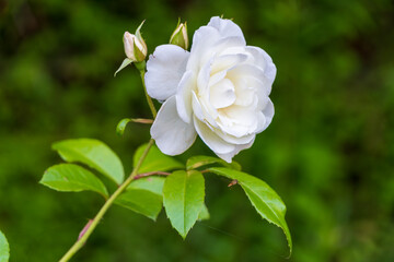 白い薔薇と蕾