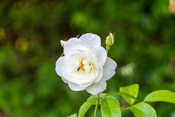 白いバラと蜜を求める蜂