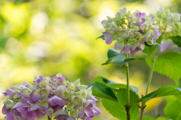 美しい紫陽花の花