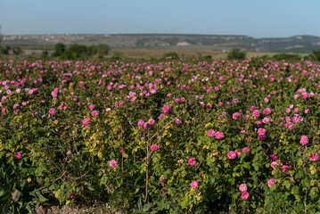 A lot of roses in a countryside farm before collecting in spring.