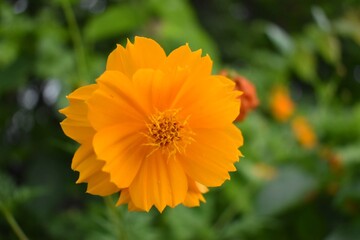 Asteraceae (Compositae)