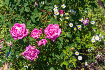 庭に咲くピンクのバラとデイジー